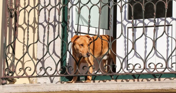 dog-4465381_1280(1)